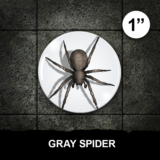 Gray Spider